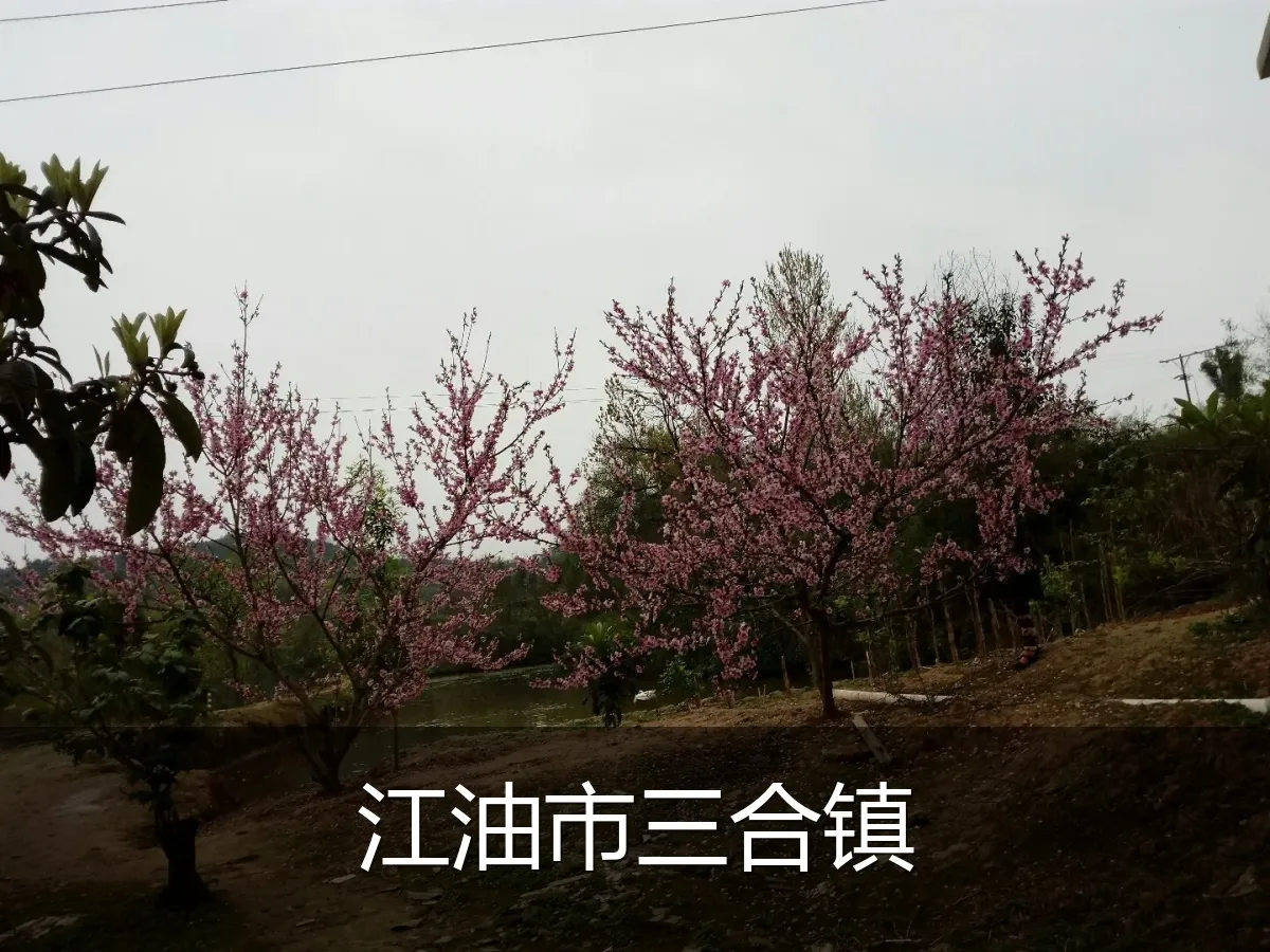 江油市三合镇