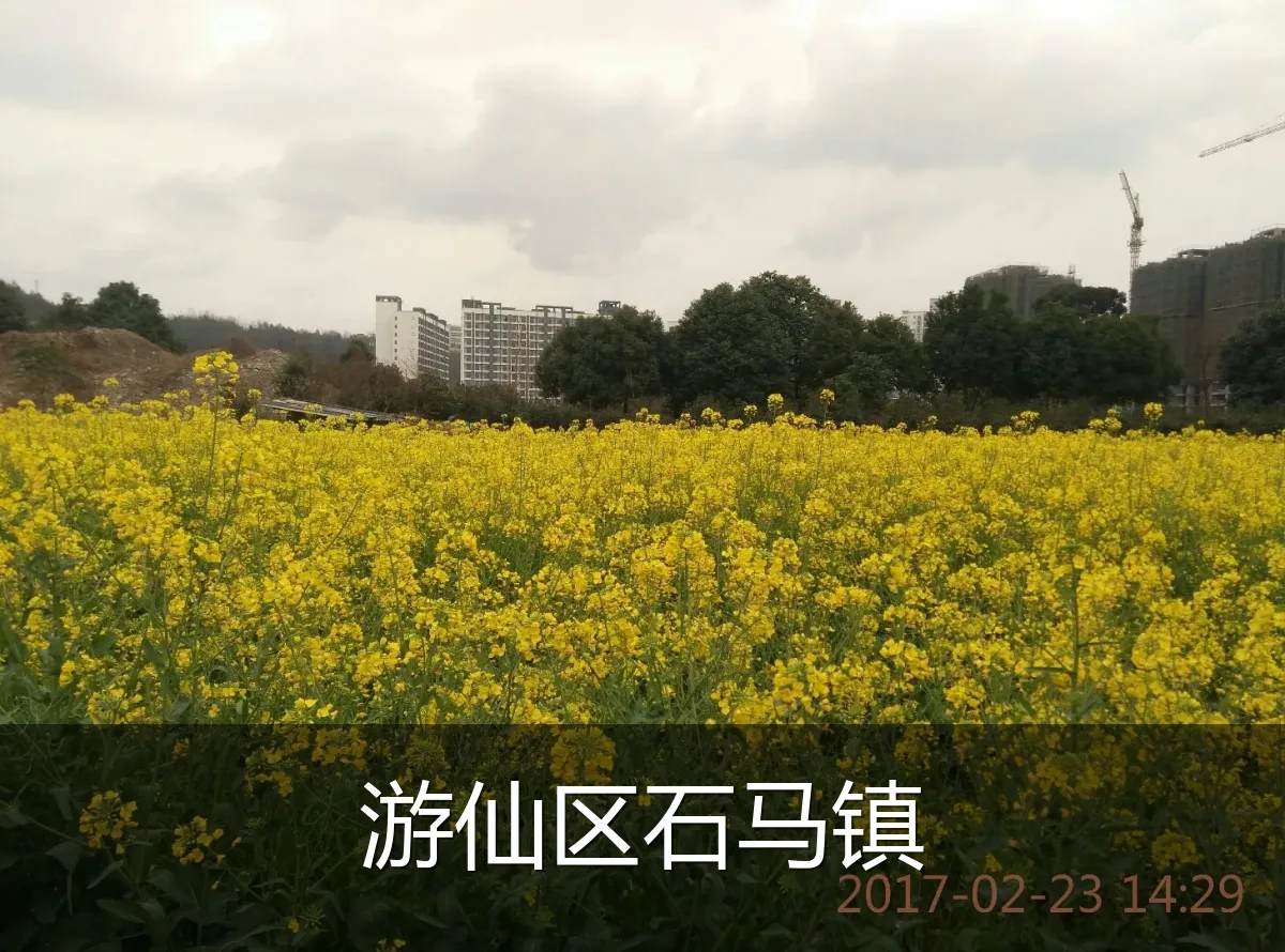 游仙区石马镇